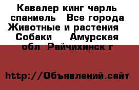 Кавалер кинг чарль спаниель - Все города Животные и растения » Собаки   . Амурская обл.,Райчихинск г.